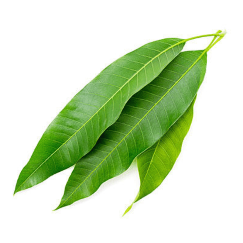 Fresh Mango Leaf 5 piece