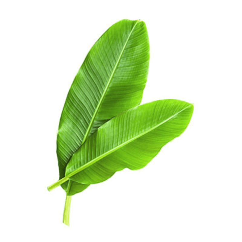 Fresh Banana Leaf 1 piece