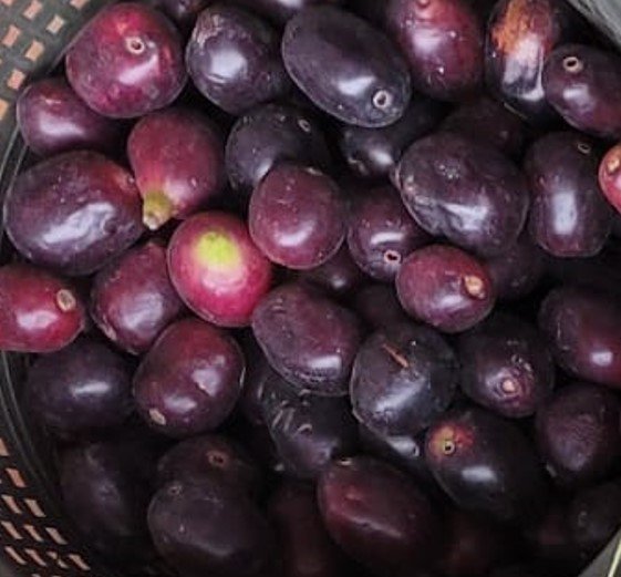 Kala/Black Jamun/Neredu 250g