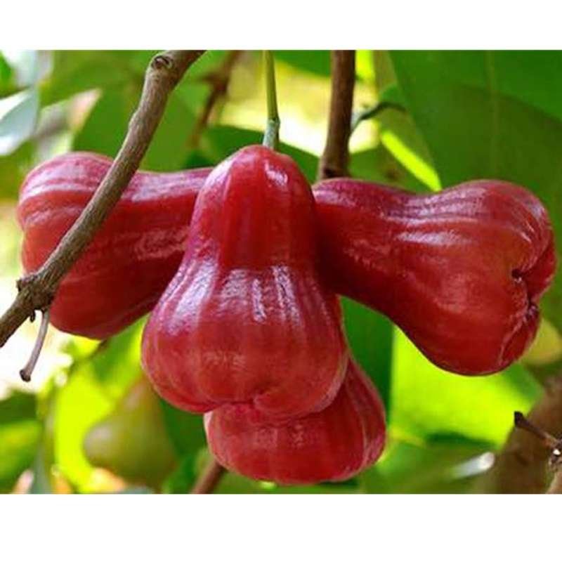 Water Rose Apple 500g