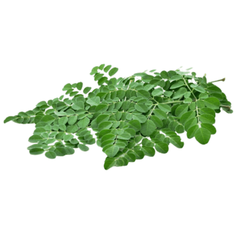 Drumstick leaves bundle Medium ~250g