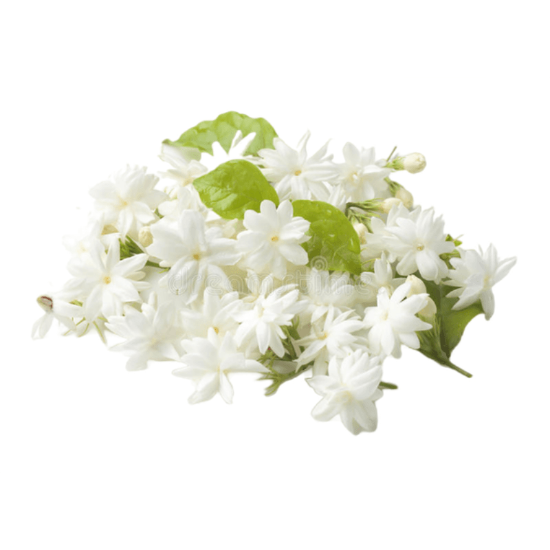 Frische Jasminblütengirlande ~30cm (Nur lokale Lieferung)