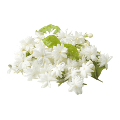 Frische Jasminblütengirlande ~30cm (Nur lokale Lieferung)