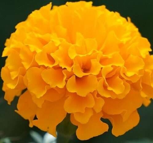 Frische Ringelblumen 100g