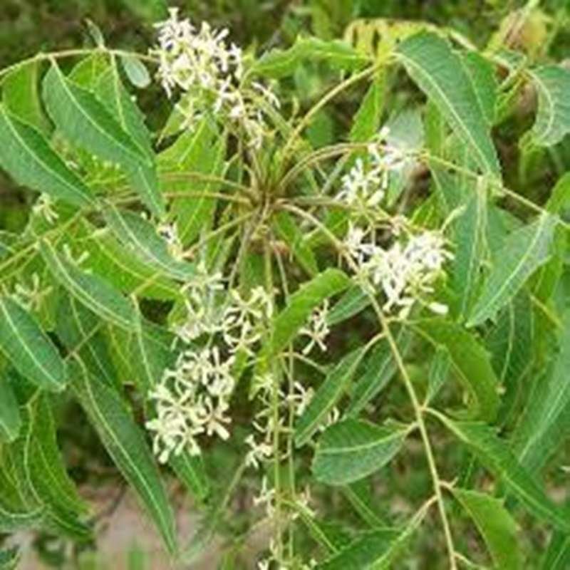 Frische Neemblätter 50g